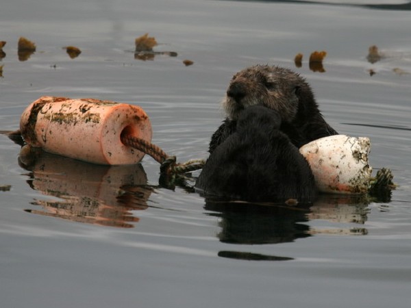 Sea Otter